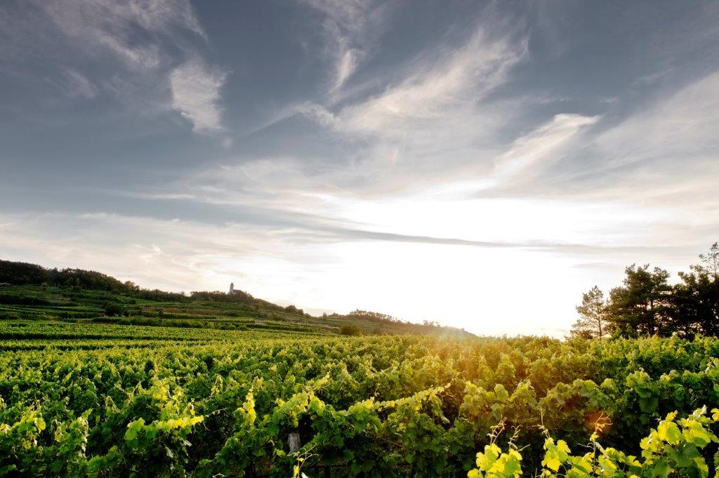 Weingut Forstreiter Region Hollenburg mit Wetterkreuzkirche