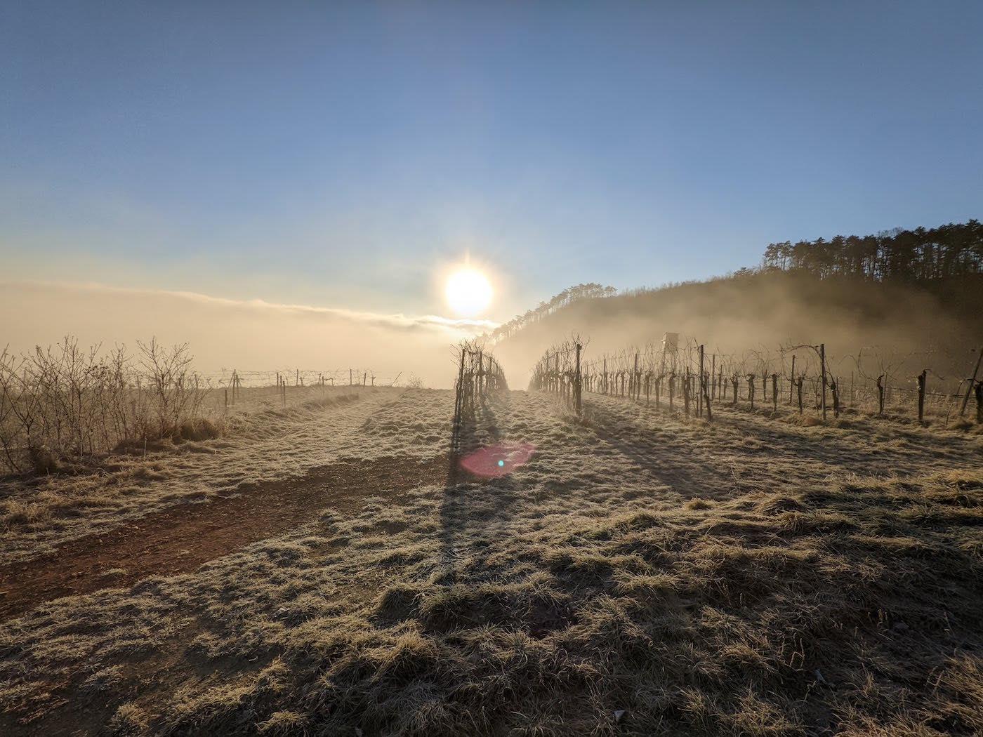 Sonnenaufgang über einem frostigen Weingarten